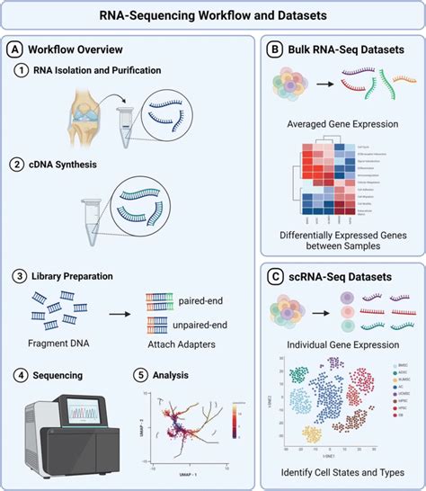 lv small rna seq|An Introduction to RNA.